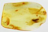 Detailed Fossil Caddisfly (Trichoptera) In Baltic Amber #346665-1